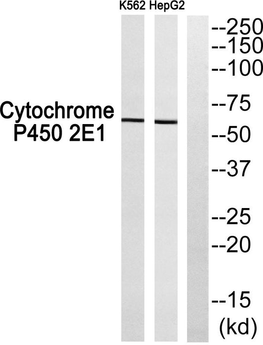 Cadherin-20 Rabbit Polyclonal Antibody