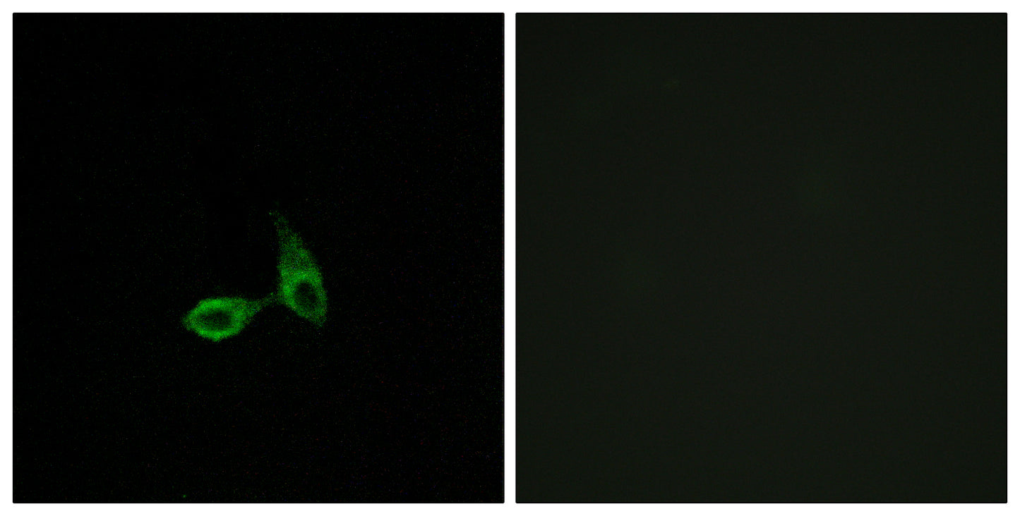 Cadherin-24 Rabbit Polyclonal Antibody