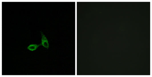 Cadherin-24 Rabbit Polyclonal Antibody