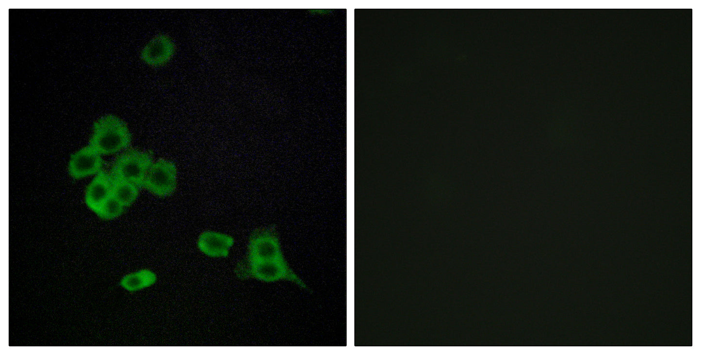 Cadherin-26 Rabbit Polyclonal Antibody