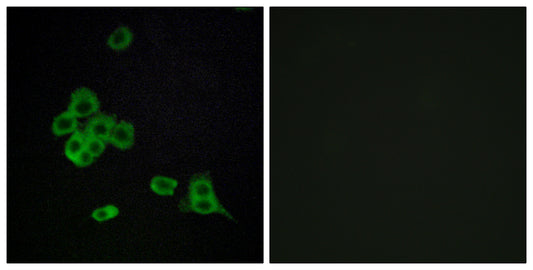 Cadherin-26 Rabbit Polyclonal Antibody