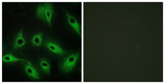 Cadherin-9 Rabbit Polyclonal Antibody
