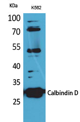 Calbindin D28K Rabbit Polyclonal Antibody
