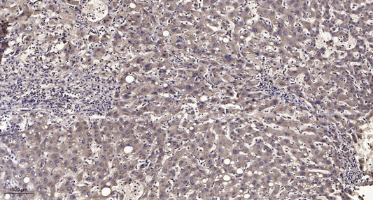 CALML5 Rabbit Polyclonal Antibody