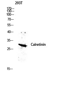 Calretinin Rabbit Polyclonal Antibody