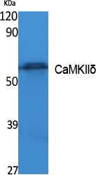 CaMKIIδ Rabbit Polyclonal Antibody