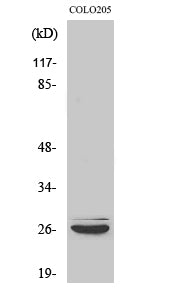 Caspase-14 Rabbit Polyclonal Antibody