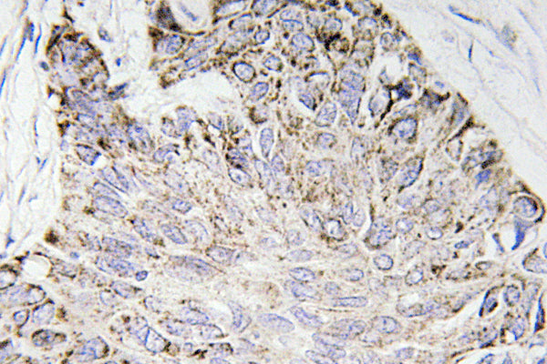 Caspase-4 Rabbit Polyclonal Antibody