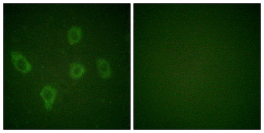 Caspase-9 Rabbit Polyclonal Antibody
