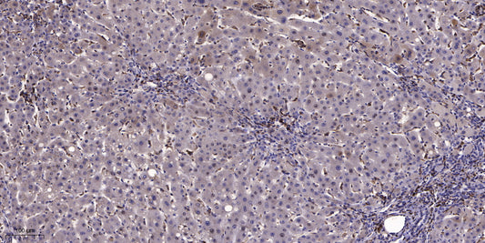 CASPR3 Rabbit Polyclonal Antibody