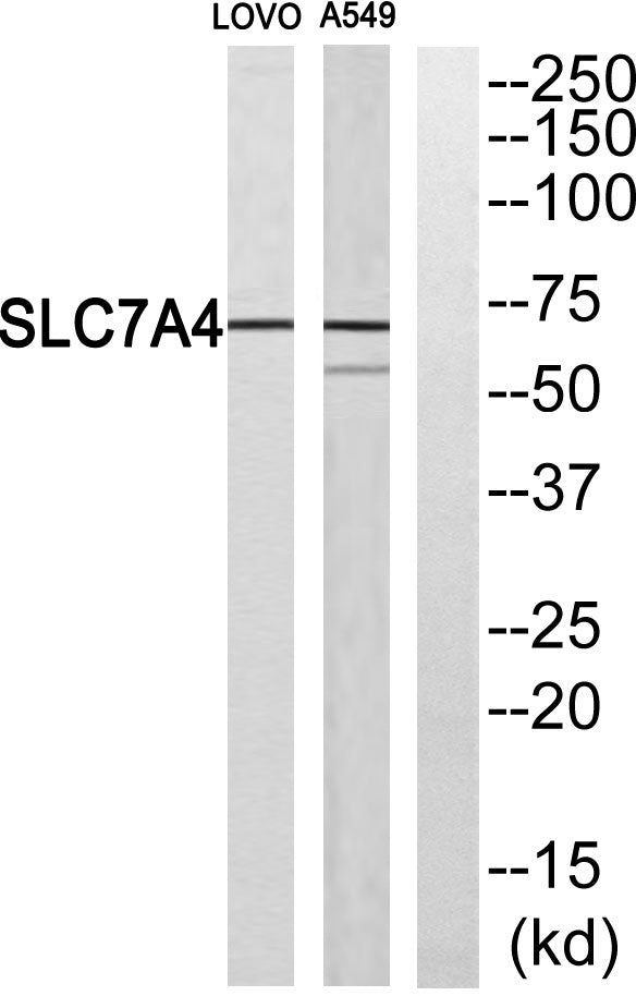 CAT-4 Rabbit Polyclonal Antibody