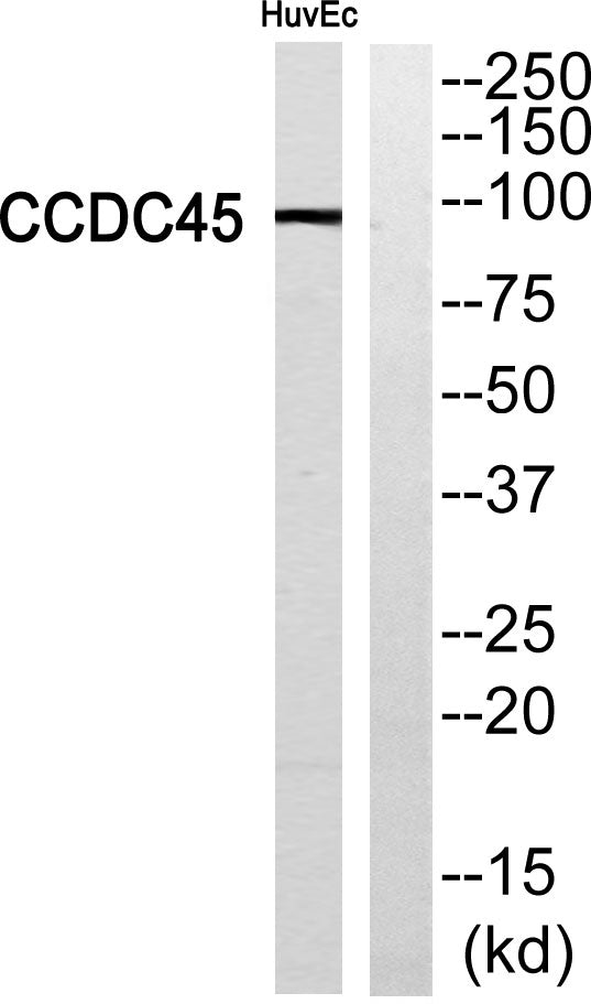 CCDC45 Rabbit Polyclonal Antibody