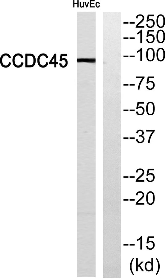 CCDC45 Rabbit Polyclonal Antibody
