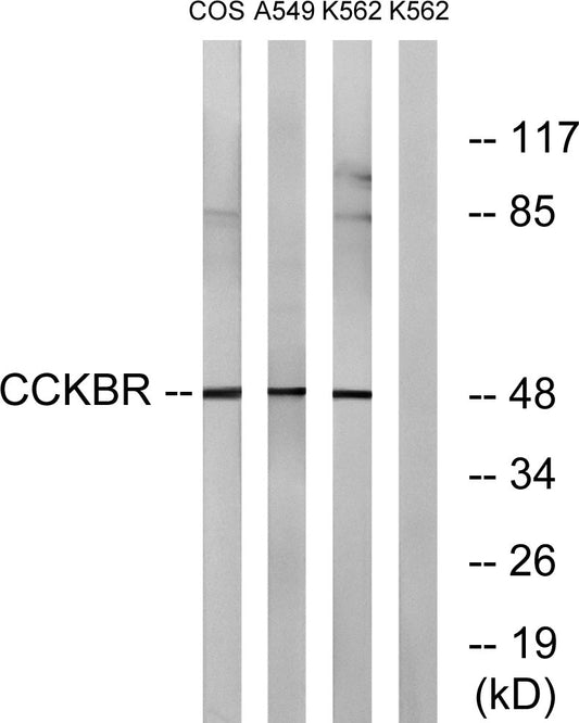 CCK-BR Rabbit Polyclonal Antibody