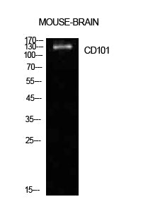 CD101 Rabbit Polyclonal Antibody
