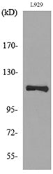 CD107a Rabbit Polyclonal Antibody