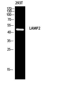 CD107b Rabbit Polyclonal Antibody