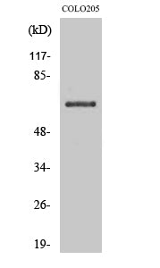 CD108 Rabbit Polyclonal Antibody