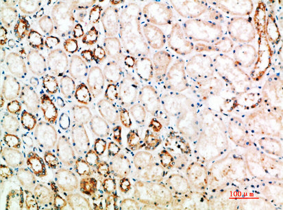 CD152 Rabbit Polyclonal Antibody