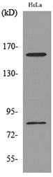 CD163b Rabbit Polyclonal Antibody