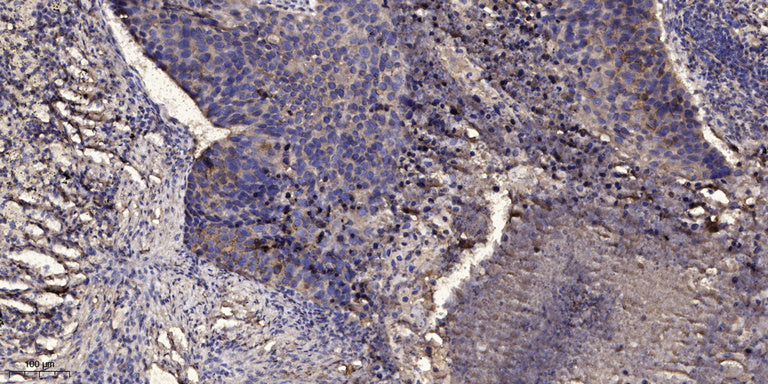 CD164 Rabbit Polyclonal Antibody