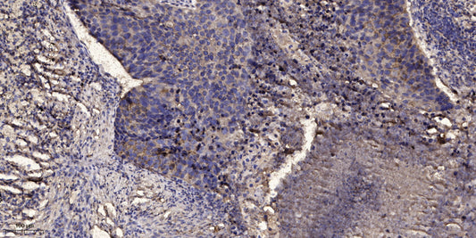 CD164 Rabbit Polyclonal Antibody