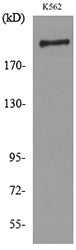 CD169 Rabbit Polyclonal Antibody
