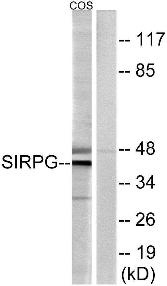 CD172g Rabbit Polyclonal Antibody