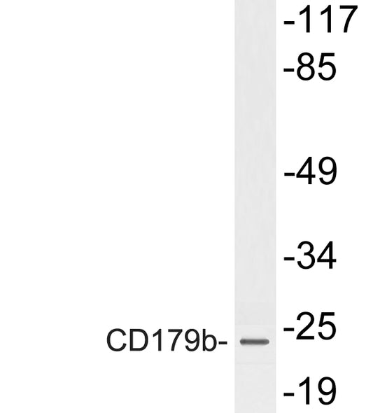CD179b Rabbit Polyclonal Antibody