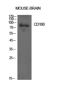 CD180 Rabbit Polyclonal Antibody