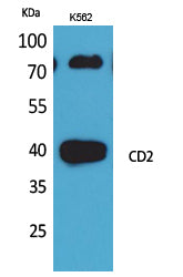 CD2 Rabbit Polyclonal Antibody