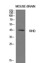 CD240d Rabbit Polyclonal Antibody