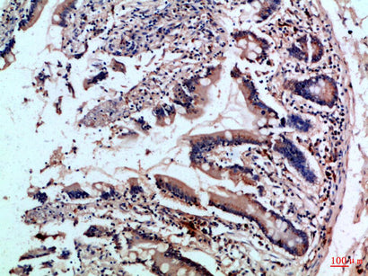 CD242 Rabbit Polyclonal Antibody