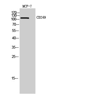CD249 Rabbit Polyclonal Antibody