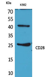 CD28 Rabbit Polyclonal Antibody