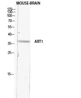 CD296 Rabbit Polyclonal Antibody