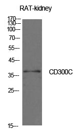 CD300c Rabbit Polyclonal Antibody