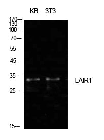 CD305 Rabbit Polyclonal Antibody