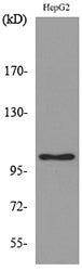CD307 Rabbit Polyclonal Antibody