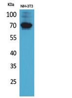 CD316 Rabbit Polyclonal Antibody