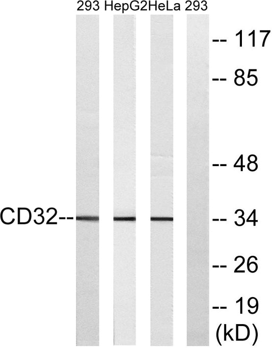 CD32 Rabbit Polyclonal Antibody