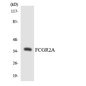 CD32-A Rabbit Polyclonal Antibody