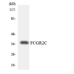 CD32-C Rabbit Polyclonal Antibody