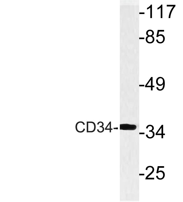CD34 Rabbit Polyclonal Antibody