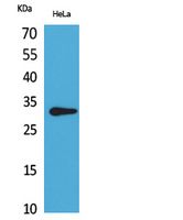 CD37 Rabbit Polyclonal Antibody