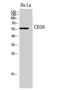 CD39 Rabbit Polyclonal Antibody
