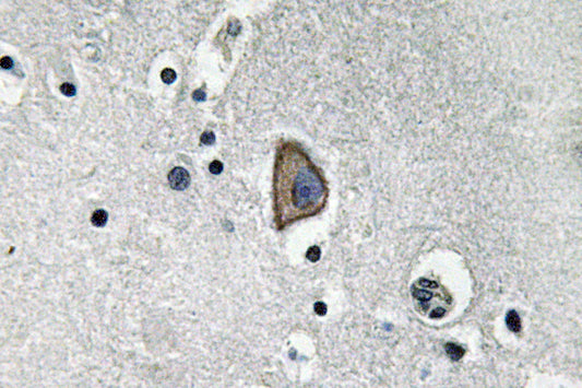 CD3-ε Rabbit Polyclonal Antibody