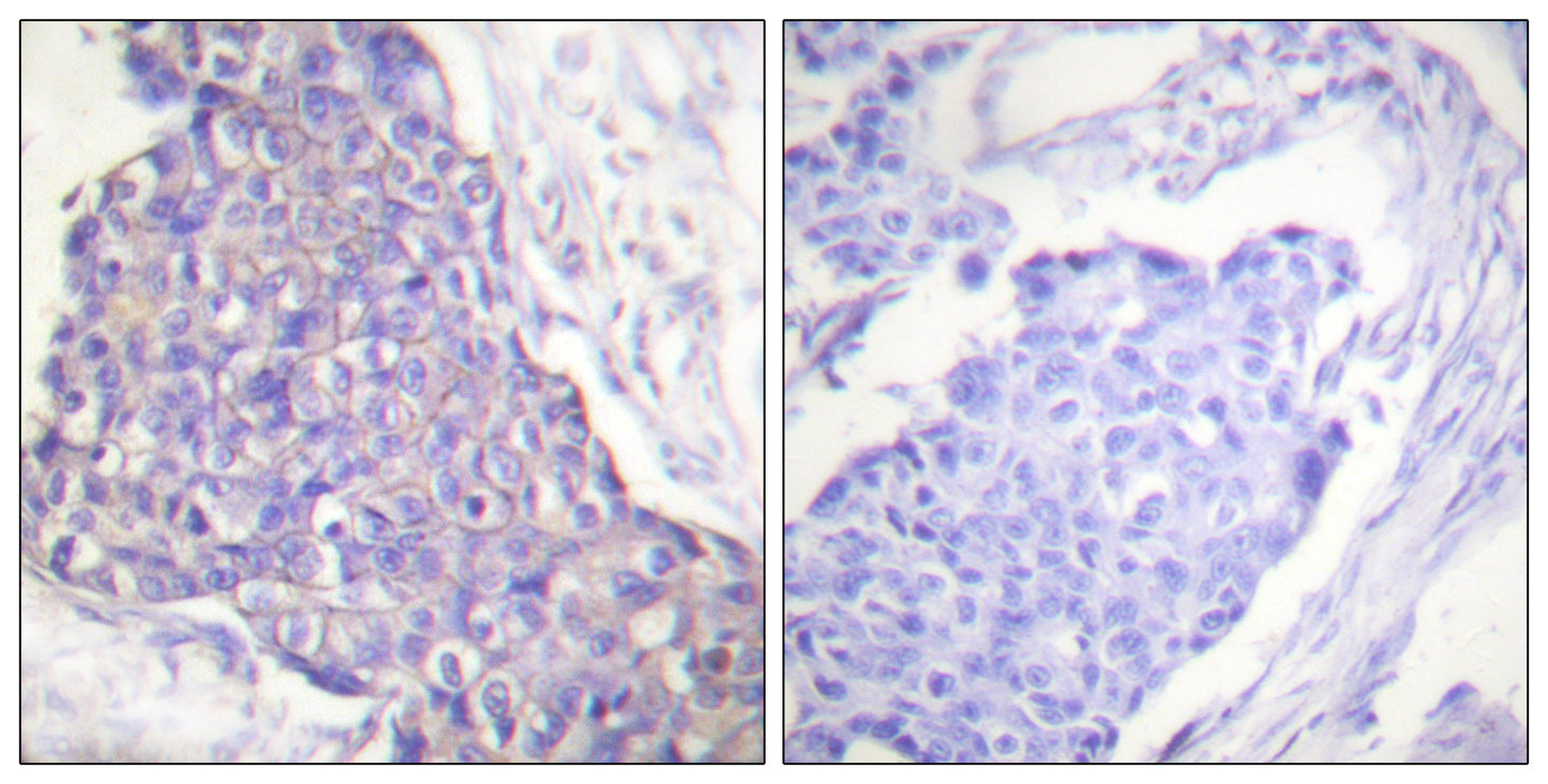 CD40 Rabbit Polyclonal Antibody