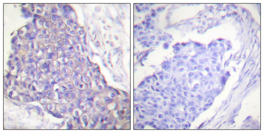 CD40 Rabbit Polyclonal Antibody