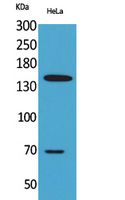 CD42b Rabbit Polyclonal Antibody